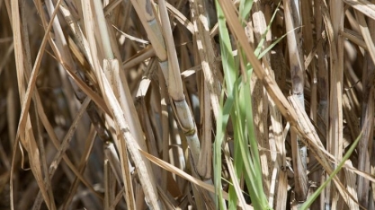 Curso do Senar/MS aborda tratos culturais no cultivo da cana-soca