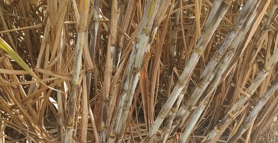 Alagoas deve deixar cana em pé na safra 22/23 - Foto: Reprodução