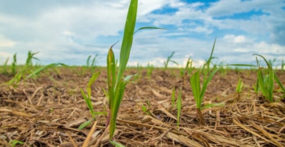 Ciclo teve início em agosto passado e tem previsão de se estender por seis meses - Foto: ARQUIVO 
