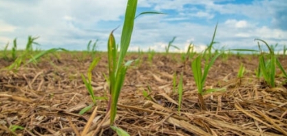 Mais de 8,6 mi de toneladas de cana foram beneficiadas