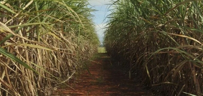IAC lança variedades de cana com alta produtividade