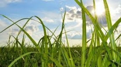 Usina abre vagas de emprego na região de Rio Preto - ontem, 23/01/2023