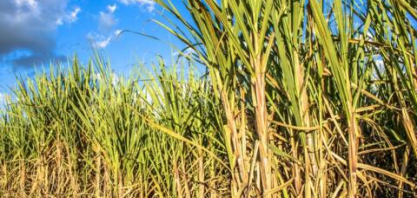 Produção nacional de cana pode chegar a 598,3 mi de toneladas