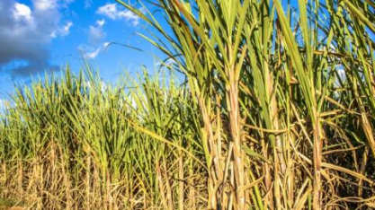 Produção nacional de cana pode chegar a 598,3 mi de toneladas