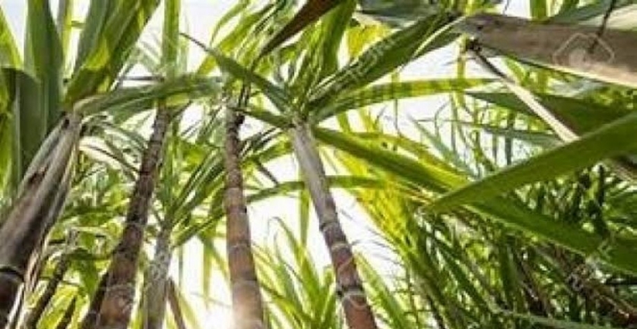 Cana de Açúcar - Foto: Reprodução