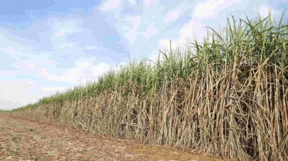 StoneX eleva previsão para moagem de cana do centro-sul do Brasil em 2023/24