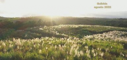 Produção de cana-de-açúcar aumentou na Bahia - ontem, 22/01/2023
