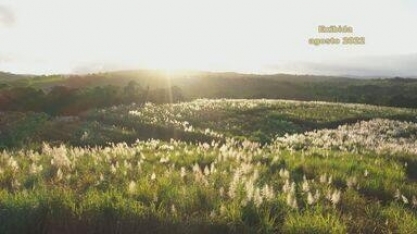 Produção de cana-de-açúcar aumentou na Bahia - ontem, 22/01/2023