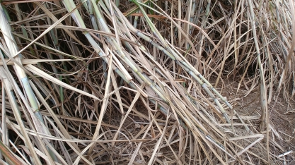 Safra canavieira 2022/23 no Centro-Sul apresenta aumento de produtividade