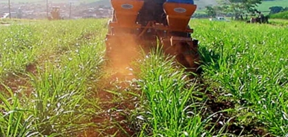 Plantou cana? Por volta de 60 a 70 dias após o plantio é o momento para realizar a operação quebra-lombo