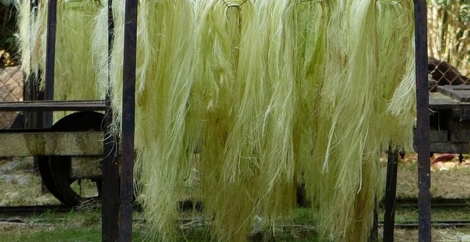 O que é conhecido só por dar fibra, sisal também produzi bioenegia (Pixabay)