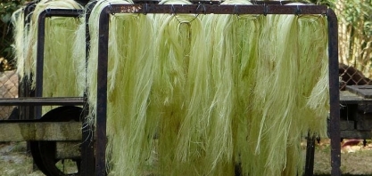 Mais bioenergia na conta do sisal. Depois do etanol, biogás com mais hidrogênio verde