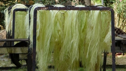 Mais bioenergia na conta do sisal. Depois do etanol, biogás com mais hidrogênio verde