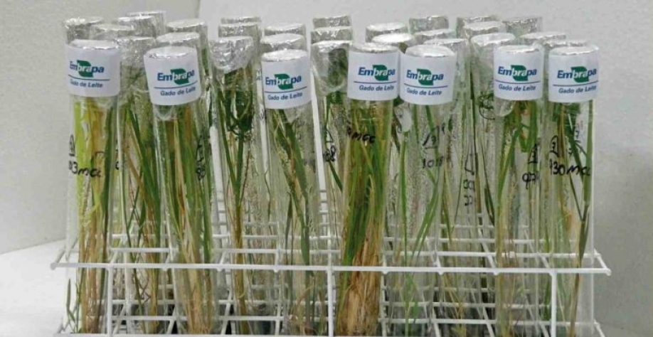 Mudas de cana-de-açúcar para micropropagação em lavouras. r_micropropagaçMarcos Le False_Divulgação