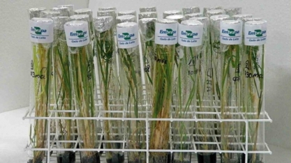 Bioeconomia pode gerar ao Brasil receita de US$ 284 bi ao ano