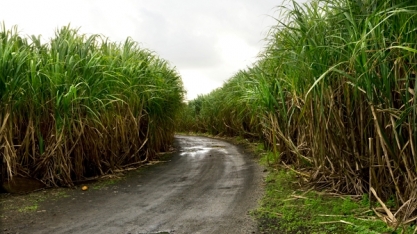 Chuva em grande quantidade, baixa temperatura e dias sem sol agradam a cana-de-açúcar?
