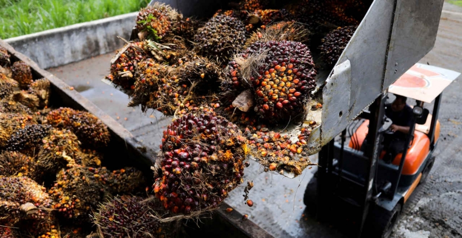 A UE é um grande importador de óleo de palma e a lei, aprovada em dezembro, levantou protestos dos os principais produtores mundiais, Indonésia e Malásia (Imagem: REUTERS/Hasnoor Hussain)