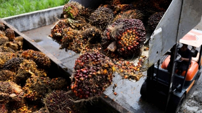 Malásia diz que pode interromper exportação de óleo de palma à UE após novas restrições