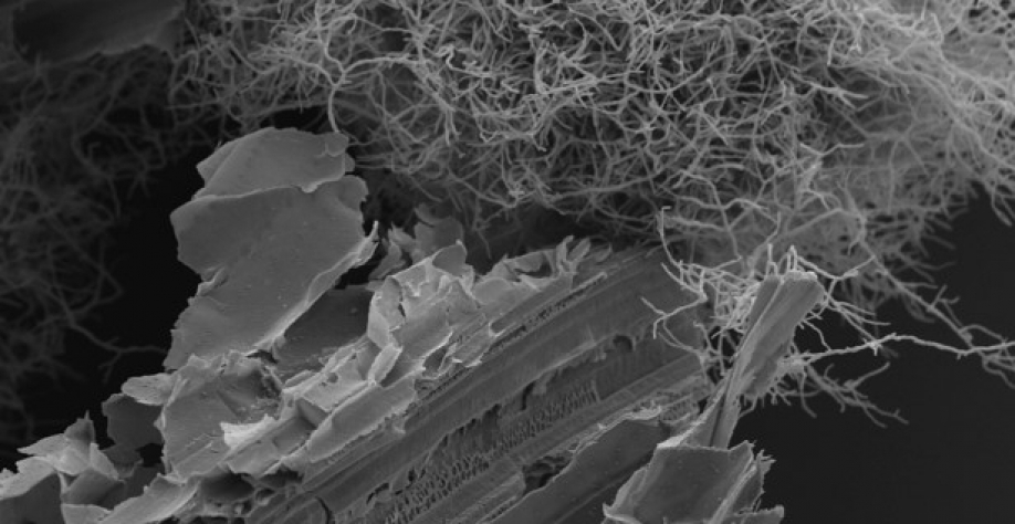 magem de microscopia eletrônica mostra hifas do fungo Trichoderma reesei (no alto) sobre colmo da cana-de- açúcar (crédito: Camila Cristina Sanchez e Gustavo Pagotto Borin-LNBR/CNPEM)