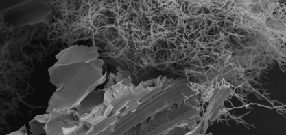 Grupo avança na compreensão do metabolismo de fungos essenciais para a produção de etanol celulósico