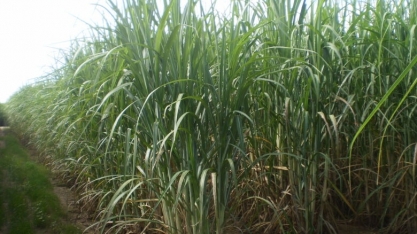 Contribuição da cana-de-açúcar para segurança energética e mitigação da mudança climática