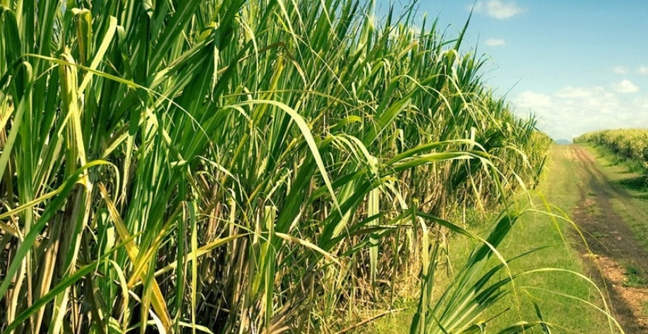 Cana-de-açúcar - Foto: Reprodução/Internet
