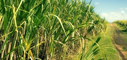Sindaçúcar-AL: produção acumulada de açúcar ultrapassa 653 mil toneladas
