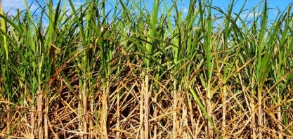 Alagoas: quase metade da cana moída na safra 22/23 veio de fornecedores