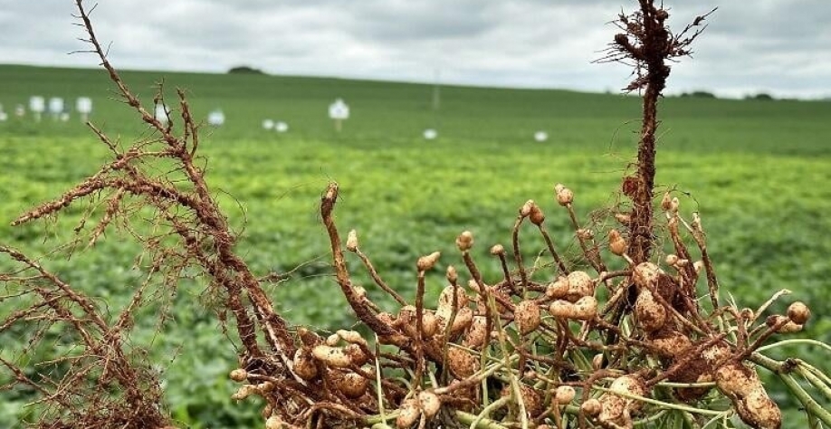 Foto: Emerson Sanchez   