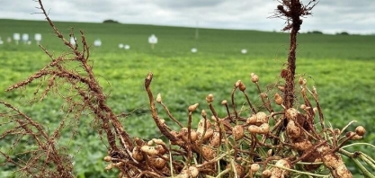 Amendoim é resistente à seca e temperatura elevada