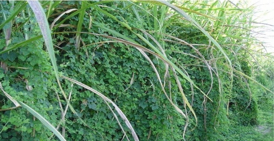 As plantas daninhas evoluem, para controlá-las as tecnologias também precisam evoluir para a cana não perder na matocompetição