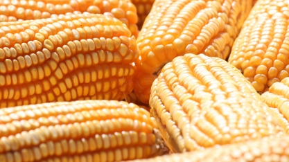 Na entressafra canavieira na região Centro-Sul, o milho lidera a produção de etanol