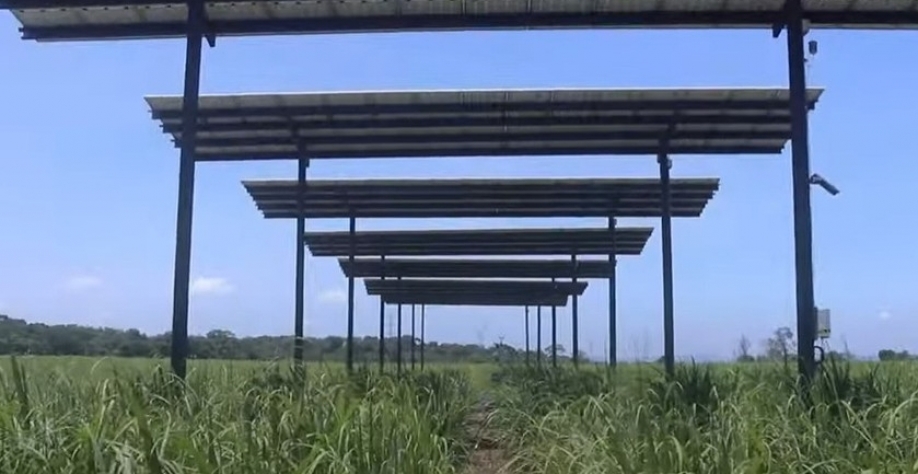 A pesquisa é a primeira no Brasil e está sendo realizada pela Ufal, na Usina Santa Clotilde em Rio Largo, Alagoas. - Foto: Reprodução/Internet