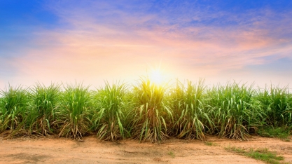 Cigarrinha das raízes da cana deve ser controlada já na ‘primeira geração’, recomenda pesquisador