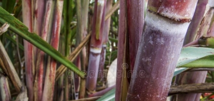 Argentina eleva valores de biocombustíveis para mercado interno