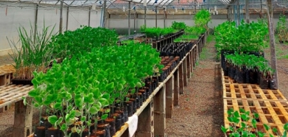 Novo biofertilizante está regenerando o microbioma do sistema solo-planta