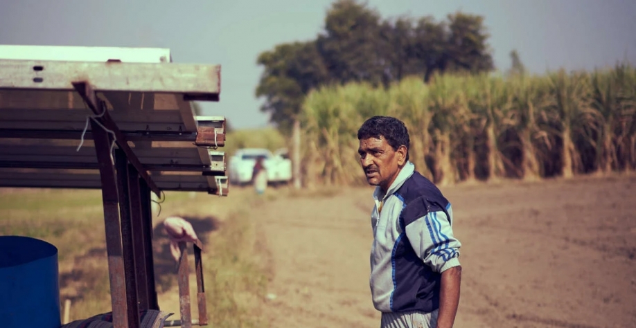 Expectativas dos indianos com safra de cana e açúcar não convence firmemente o mercado (Imagem: Unsplash/Ashwini Chaudhary)