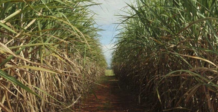 Cana sobrando em ponto de corte para safra 23/24 mais adiantada (Imagem: Agência Brasil/Elsa Fiuza)
