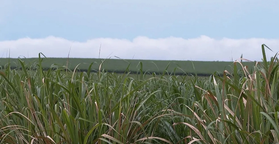 Chuvas colaboram com desenvolvimento da cana-de-açúcar na região de Ribeirão Preto, SP — Foto: Sergio Oliveira/EPTV
