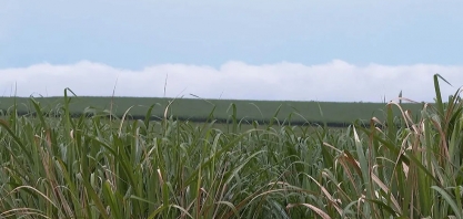 Volume alto de chuvas favorece cana-de-açúcar na região de Ribeirão Preto, mas pode impactar preço do açúcar