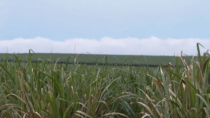 Volume alto de chuvas favorece cana-de-açúcar na região de Ribeirão Preto, mas pode impactar preço do açúcar