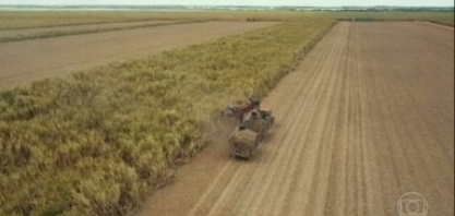 Processamento de cana deve ter aumento de mais de 7% em alagoas - ontem, 29/01/2023