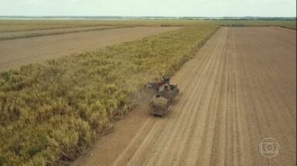 Processamento de cana deve ter aumento de mais de 7% em alagoas - ontem, 29/01/2023