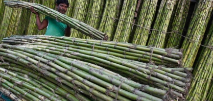Clima adverso atinge safra de cana na Índia e reduz produção de açúcar