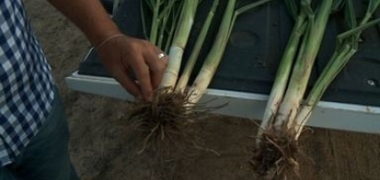 'Bactérias do bem' podem aumentar a produtividade no cultivo da cana-de-açúcar