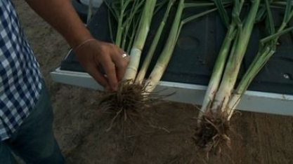 'Bactérias do bem' podem aumentar a produtividade no cultivo da cana-de-açúcar