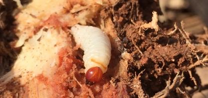 Cresce a infestação de Sphenophorus levis nos canaviais e há quem defenda que o tempo úmido é a melhor época para o controle da praga