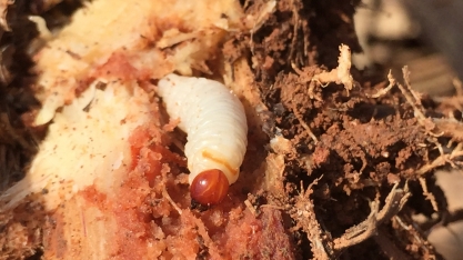 Cresce a infestação de Sphenophorus levis nos canaviais e há quem defenda que o tempo úmido é a melhor época para o controle da praga