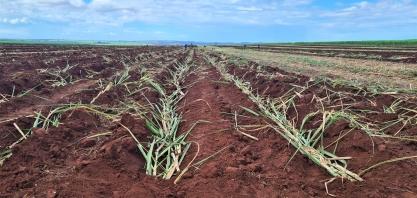 NovAmérica inicia plantio de cana-de-açúcar da Safra 23/24