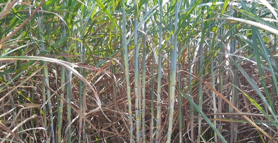 Alagoas pode deixar de um dois milhões de toneladas de cana no campo na safra 2022/2023 - Foto: Blog do Edivaldo Júnior.